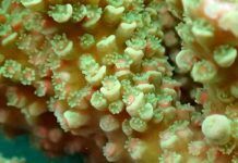 Desvelan los mecanismos génicos de la metamorfosis de los corales Desvelan los mecanismos génicos de la metamorfosis de los corales
