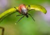 Nuevo test para diagnosticar la enfermedad de Lyme Nuevo test para diagnosticar la enfermedad de Lyme