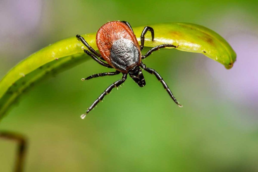 Nuevo test para diagnosticar la enfermedad de Lyme