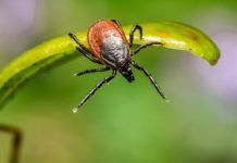 Nuevo test para diagnosticar la enfermedad de Lyme Nuevo test para diagnosticar la enfermedad de Lyme