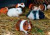 De ratones, ciervos y mercados de animales De ratones, ciervos y mercados de animales
