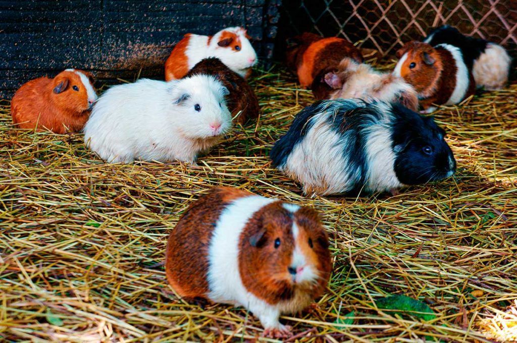 De ratones, ciervos y mercados de animales