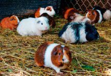 De ratones, ciervos y mercados de animales De ratones, ciervos y mercados de animales