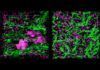 Reproducen el sistema inmunitario en un ‘chip’ Reproducen el sistema inmune en un chip
