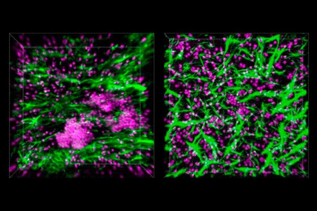 Reproducen el sistema inmune en un chip