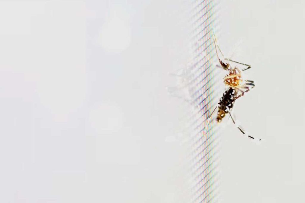 Nanopartículas de carbono contra el mosquito de la fiebre amarilla