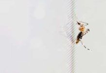 Nanopartículas de carbono contra el mosquito de la fiebre amarilla Nanopartículas de carbono contra el mosquito de la fiebre amarilla