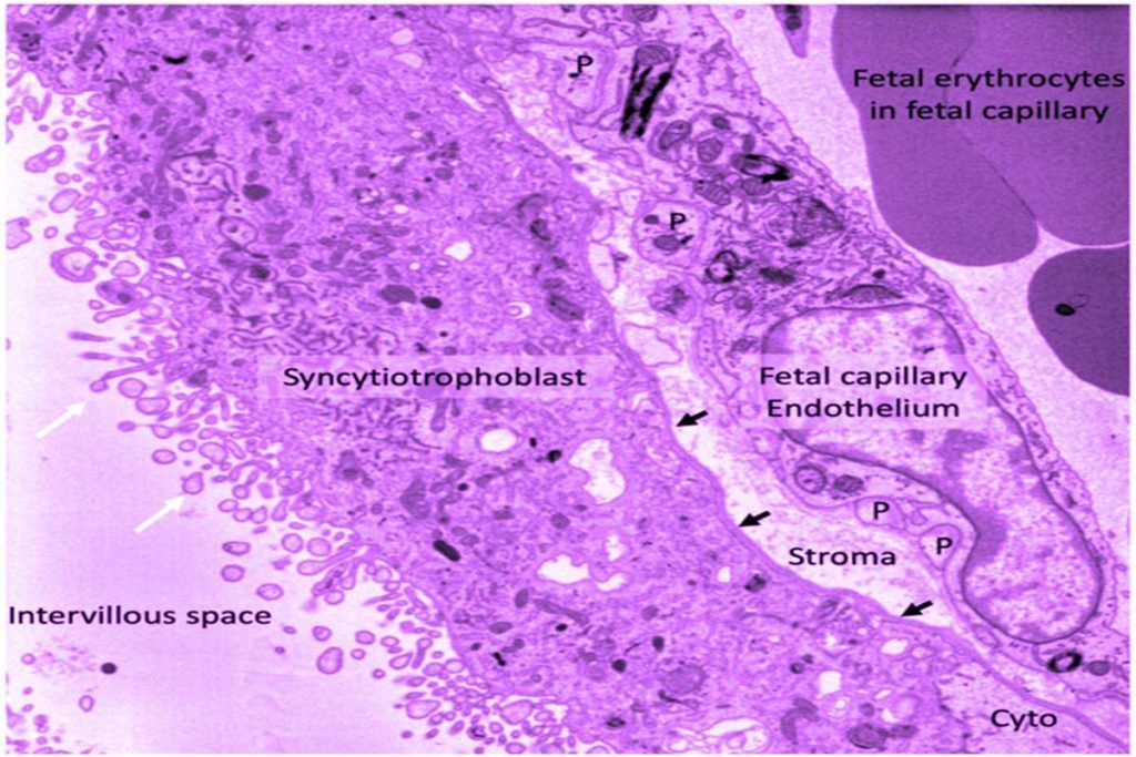 Papel activo de la placenta con la vitamina D y el feto