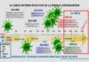 Crónica de una apoptosis anunciada Crónica de una apoptosis anunciada