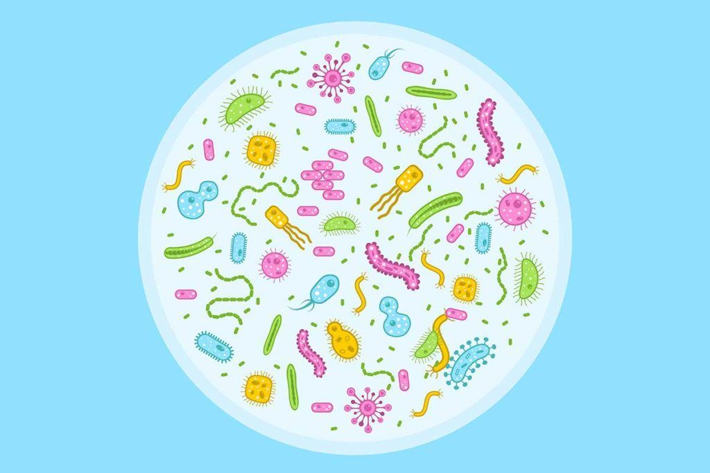 El microbioma condiciona la eficacia de los antihipertensivos