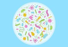 El microbioma condiciona la eficacia de los antihipertensivos El microbioma condiciona la eficacia de los antihipertensivos