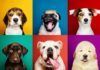 En los perros, la raza no es sinónimo de comportamiento En los perros, la raza no es sinónimo de comportamiento