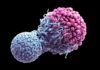 Cáncer: novedosa estrategia para preservar la respuesta inmune Cáncer: novedosa estrategia para preservar la respuesta inmune