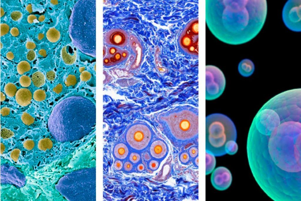 Espectacular avance en biología celular humana: nuevo atlas de células entre tejidos