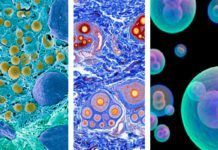 Espectacular avance en biología celular humana: nuevo atlas de células entre tejidos Espectacular avance en biología celular humana: nuevo atlas de células entre tejidos