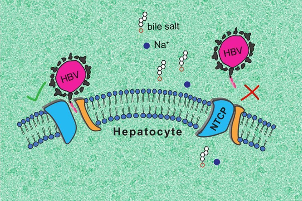 Hepatitis B y D: visualizan en 3D la ‘puerta de entrada’ al hígado