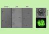Microalgas que convierten luz en biocombustible en tiempo récord Microalgas que convierten luz en biocombustible en tiempo récord
