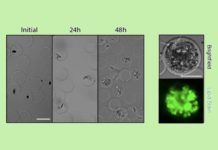 Microalgas que convierten luz en biocombustible en tiempo récord Microalgas que convierten luz en biocombustible en tiempo récord