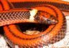 Descubren nueva serpiente en Paraguay que vive bajo tierra Descubren nueva serpiente en Paraguay que vive bajo tierra