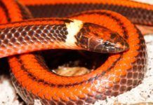 Descubren nueva serpiente en Paraguay que vive bajo tierra Descubren nueva serpiente en Paraguay que vive bajo tierra