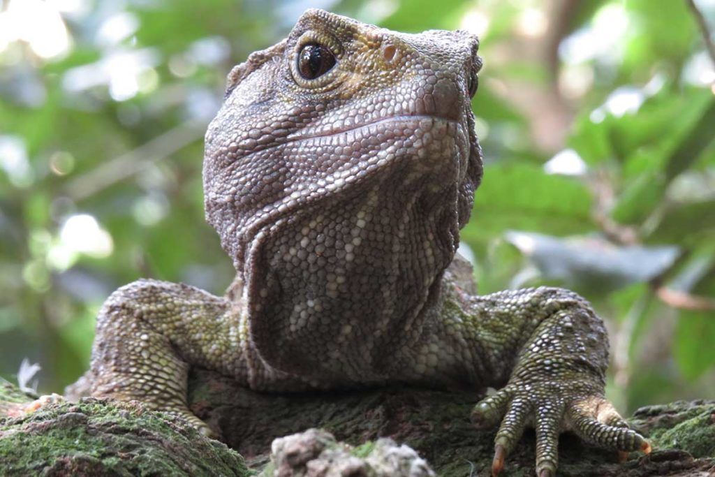 España participa en el mayor estudio sobre longevidad en reptiles y anfibios, que arroja luz sobre el envejecimiento en humanos