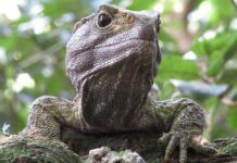 España participa en el mayor estudio sobre longevidad en reptiles y anfibios, que arroja luz sobre el envejecimiento en humanos España participa en el mayor estudio sobre longevidad en reptiles y anfibios, que arroja luz sobre el envejecimiento en humanos