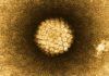 Cáncer de cabeza y cuello y virus del papiloma humano Cáncer de cabeza y cuello y virus del papiloma humano
