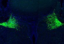 ¿Cómo responde el cerebro ante situaciones sorprendentes? ¿Cómo responde el cerebro ante situaciones sorprendentes?