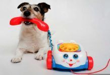 ¿Cómo piensan los perros en sus juguetes? ¿Cómo piensan los perros en sus juguetes?