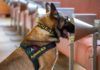 Perros adiestrados detectan Covid-19 incluso en asintomáticos Perros adiestrados detectan Covid-19 incluso en asintomáticos