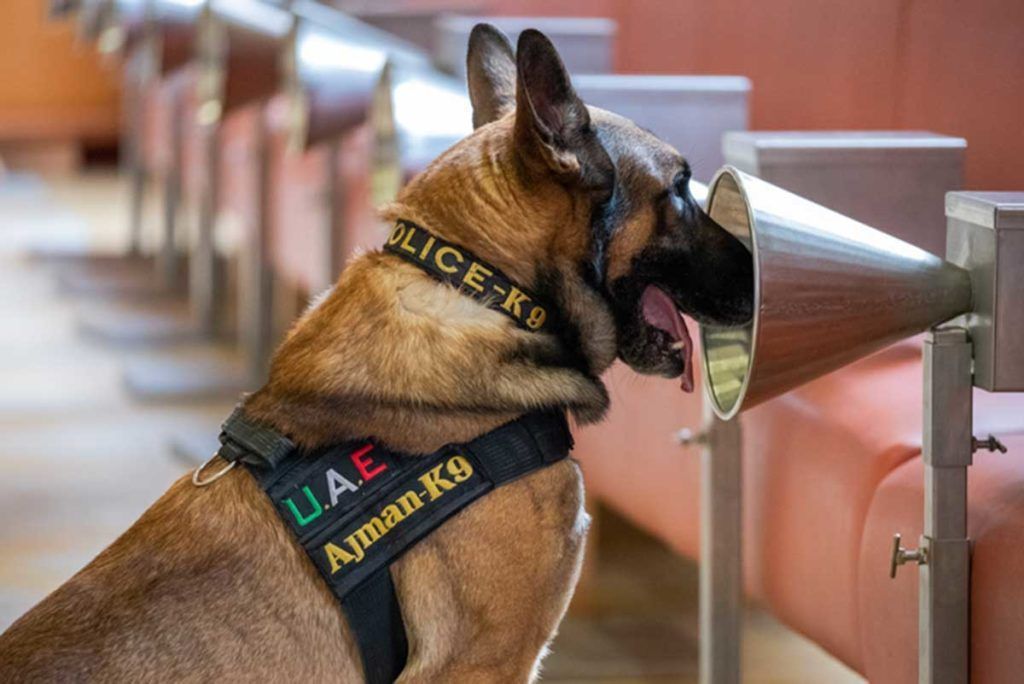 Perros adiestrados detectan Covid-19 incluso en asintomáticos
