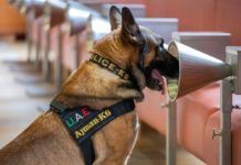 Perros adiestrados detectan Covid-19 incluso en asintomáticos Perros adiestrados detectan Covid-19 incluso en asintomáticos