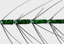 Los mosquitos hembra tienen neuronas olfativas para detectar humanos Los mosquitos hembra tienen neuronas olfativas para detectar humanos