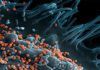 Descubren cómo detener la infección por el virus Lassa Descubren cómo detener la infección por el virus Lassa