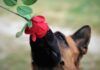 Olfato y vista de los perros, vinculados en sus cerebros Olfato y vista de los perros, vinculados en sus cerebros