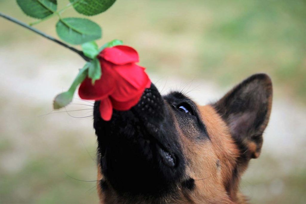 Olfato y vista de los perros, vinculados en sus cerebros