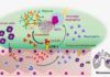 La aterosclerosis y la progresión del cáncer comparten mecanismos moleculares La aterosclerosis y la progresión del cáncer comparten mecanismos moleculares