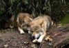 Los lobos sueñan más que los perros cuando duermen Los lobos sueñan más que los perros cuando duermen