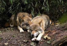 Los lobos sueñan más que los perros cuando duermen Los lobos sueñan más que los perros cuando duermen