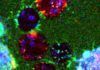 Nanotubos dos millones de veces más pequeños que una hormiga Nanotubos dos millones de veces más pequeños que una hormiga