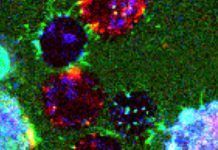 Nanotubos dos millones de veces más pequeños que una hormiga Nanotubos dos millones de veces más pequeños que una hormiga