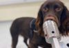 Los perros huelen el estrés humano Los perros huelen el estrés humano