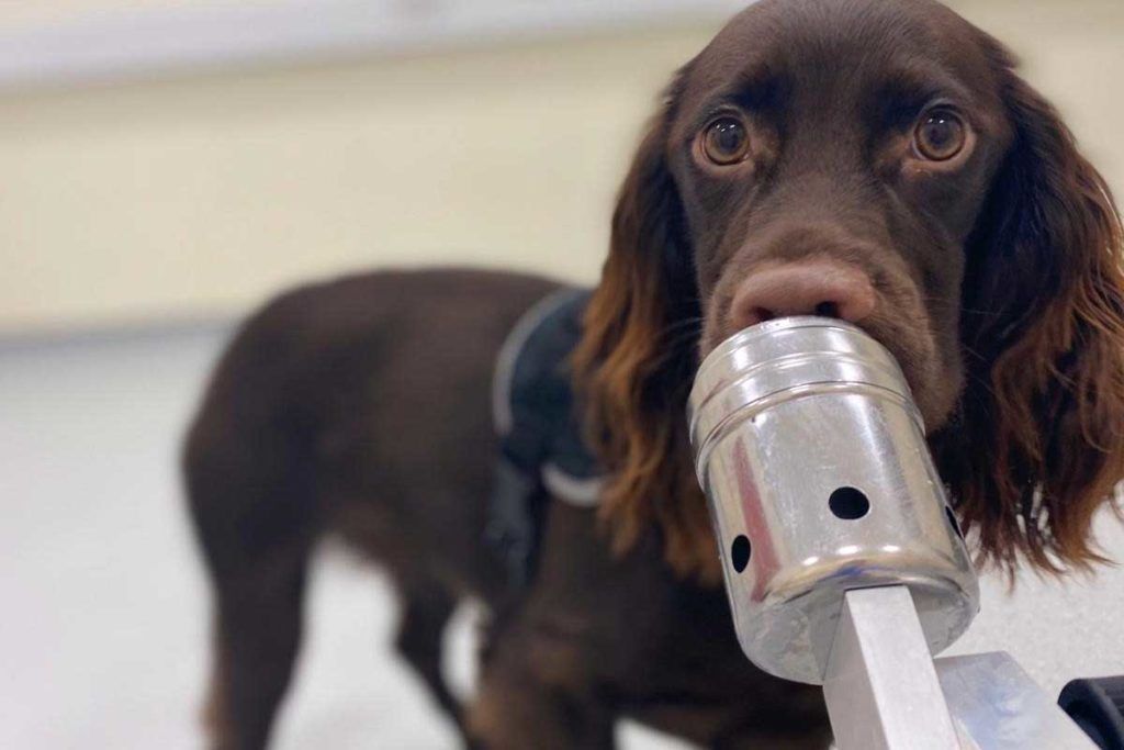 Los perros huelen el estrés humano