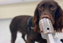 Los perros huelen el estrés humano Los perros huelen el estrés humano
