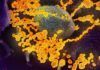 Revelan cómo se comunica el SARS-CoV-2 con las células a las que infecta Revelan cómo se comunica el SARS-CoV-2 con las células a las que infecta