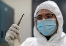 La peste negra modificó nuestro sistema inmune hace 700 años La peste negra modificó nuestro sistema inmune hace 700 años