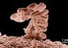 Cómo la bacteria ‘E. coli’ evita los antibióticos Cómo la bacteria E. coli evita los antibióticos