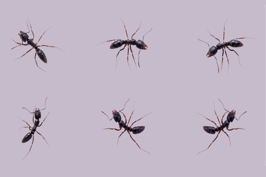 En el mundo hay 20 cuatrillones de hormigas
