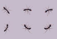 En el mundo hay 20 cuatrillones de hormigas En el mundo hay 20 cuatrillones de hormigas