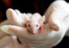 Hallan evidencias sobre el origen animal de la variante ómicron Hallan evidencias sobre el origen animal de la variante ómicron